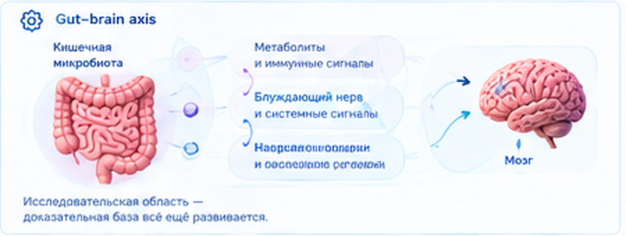 Ось кишечник–мозг